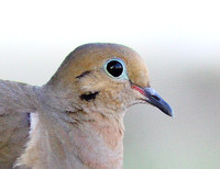 Morning Dove
