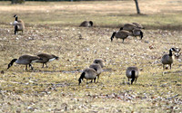 Canadian Geese